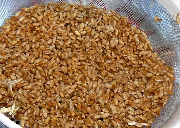 Рецепт браги на пшенице без дрожжей для самогона