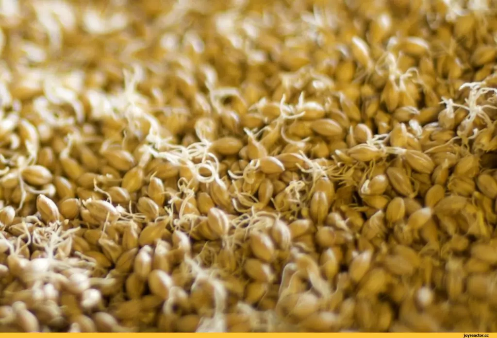 Зерновая брага на пшенице для самогона - лучшие рецепты