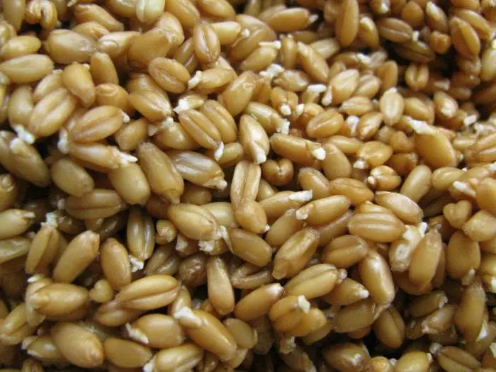 Как приготовить самогон из пшеницы без дрожжей