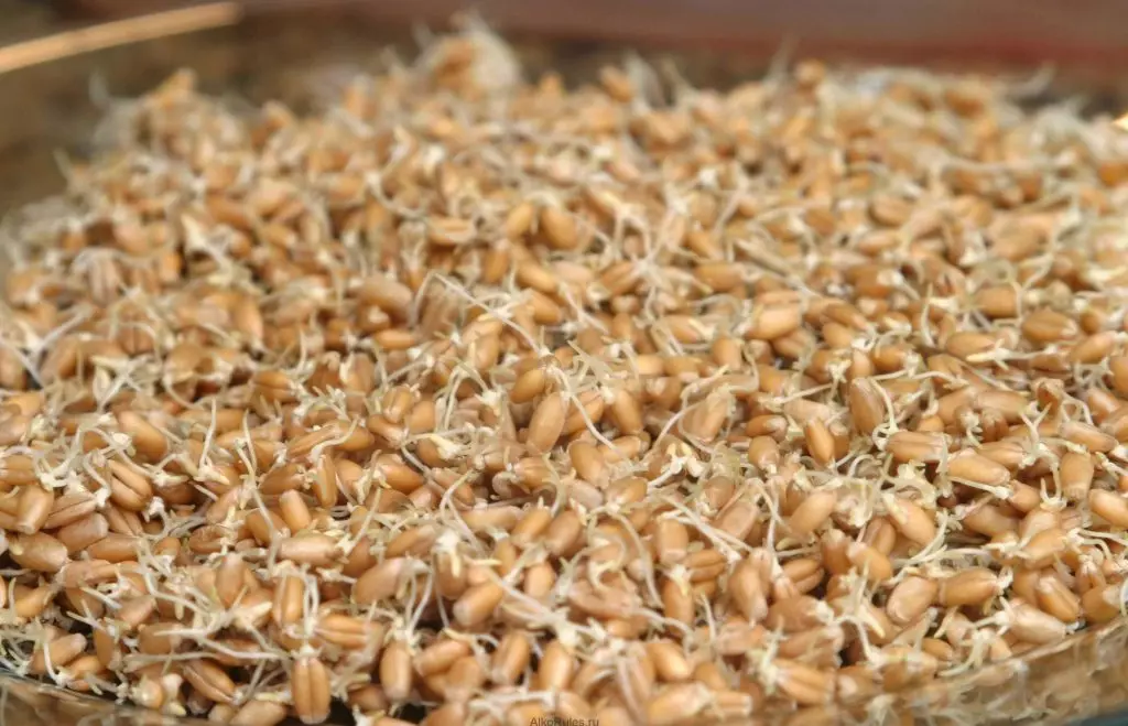 Как прорастить пшеницу для самогона правильно