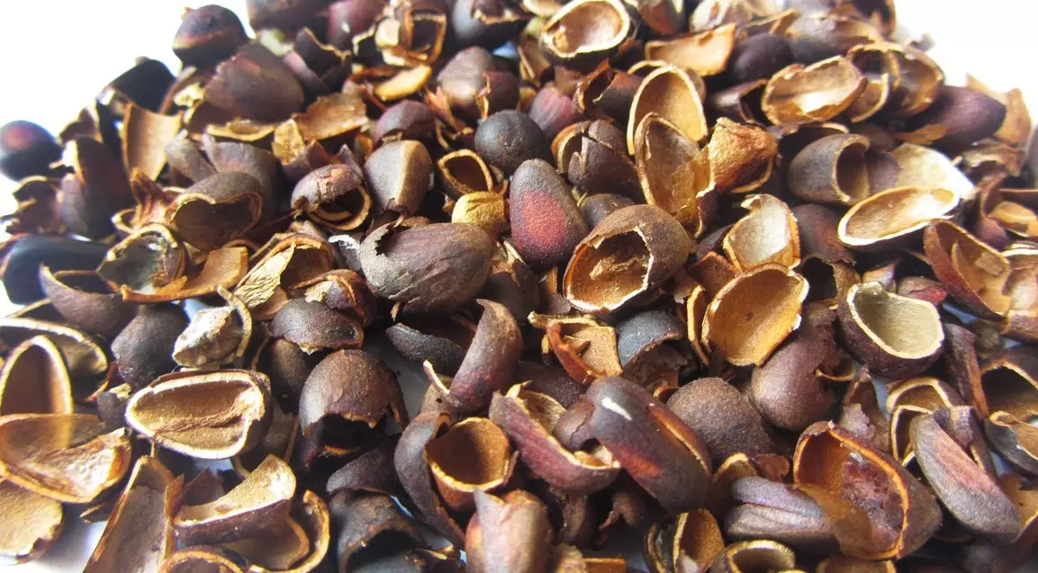 Делаем настойку на кедровой скорлупе - рецепты на самогоне, водке и спирте