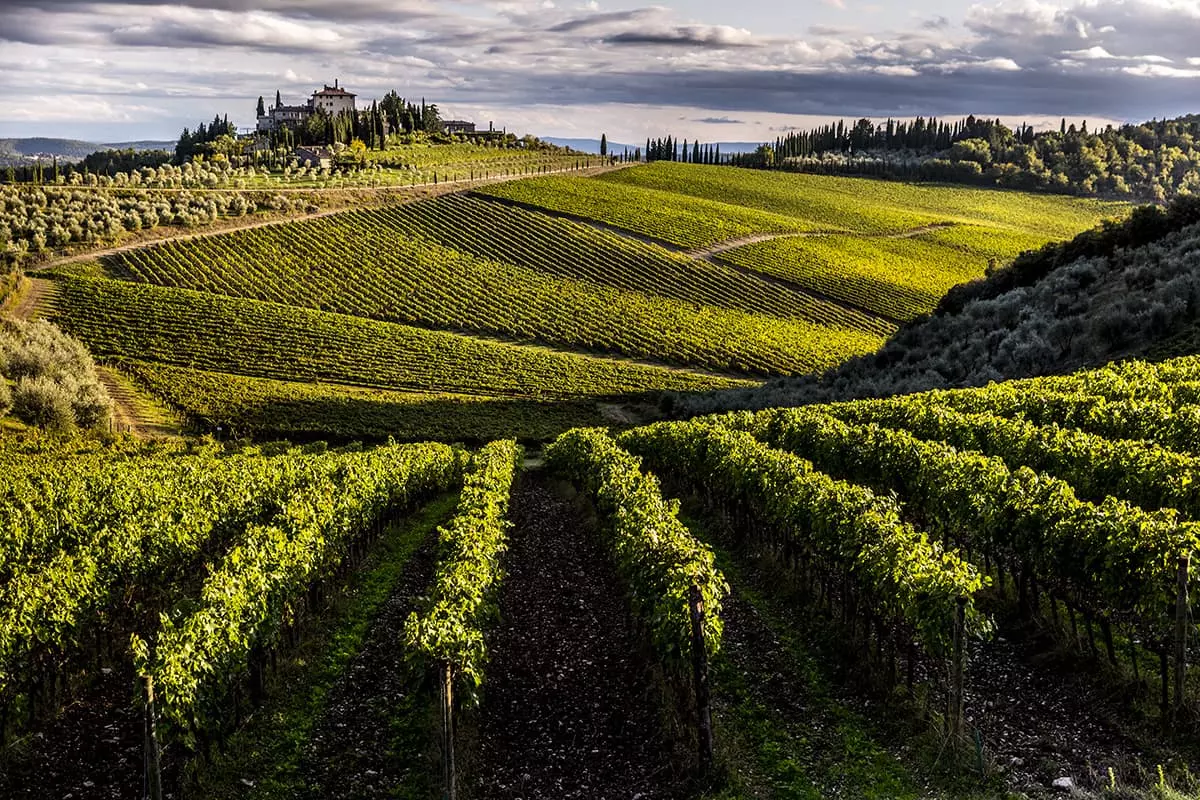 виноград темпранильо описание