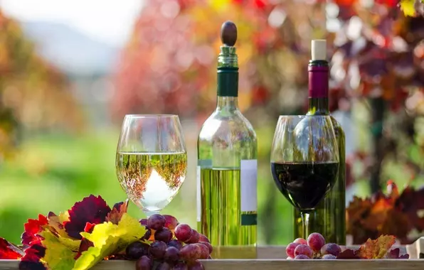 Какое вино лучше красное или белое: что полезнее для женщины