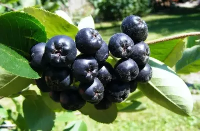 Сочетание вкуса черноплодной рябины с вишневыми листьями в вине. Рецепт и советы